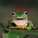 Lil Toadys