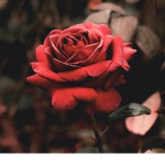~Roses are Roses~