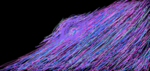 SSSingularity