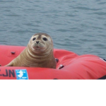 Seals r the best