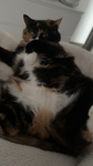 Buddy_cat123