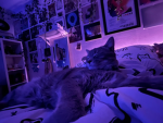Cocokittyplayz fan group