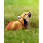 Fox Cubs Squad