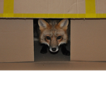 Xox in The box