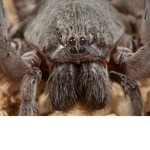Cave Spider Nation