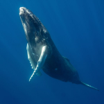 Whales are the Best :)