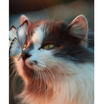the queen of cats!