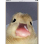 Little ducklings :)
