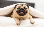 The Pug mug