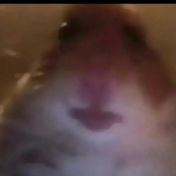hamster obby