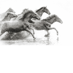 Animal Squad for life!!!