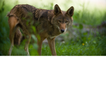 Red Wolves United