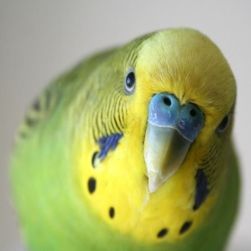 Budgie Obby