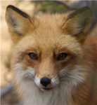 The Foxies Pack