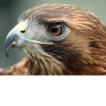 Hawkington Appreciation Club