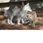 Tiger and wolf fans!