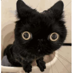 Cats & Craft'e