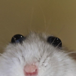 Ratoncitos :3