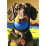 Dachshunds only