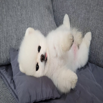 Dog Roblox decal