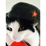 funny cat incorporated