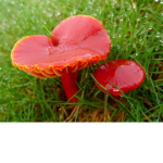 Mushroom Ninjas