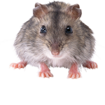 Mice United!!!!!!!!!