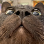 A Cool Cat Group
