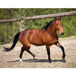 TheBryanRidingAcademy