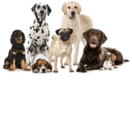 Are doggy