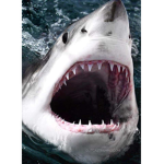 A/ The Sharks Fan-Club
