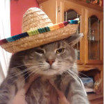 Tobycat Crew
