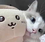 cute soul Group Thumbnail