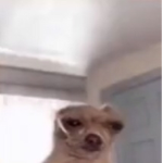 jajajajaa