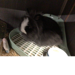bunnies all day