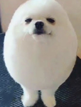 The egg dog league