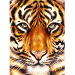 Tiger power