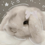 bunnies fan group ୨୧