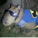 capybara ok I pull up group