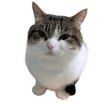 The Gatto Empire