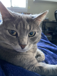 MewingKittyCats