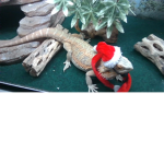 The crazy cool bearded dragons