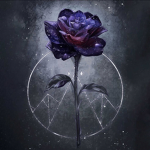 Darck_Roses