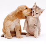 ALT OF Cats Vs Dogs