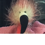 Dave the flamingo fan club