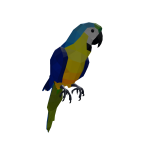 macaw 💛💙 parrot jungle JOIN GROUP