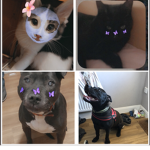 Oreo and Mittens