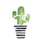 Cactoid Studio's