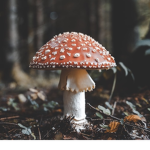 .•Mystical Mushroom’s•.