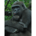 The Gorilla dudes